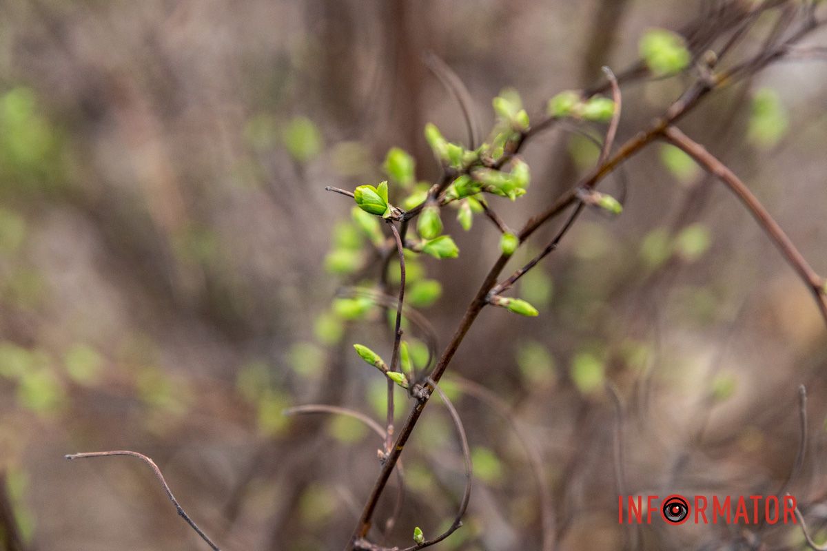 Цветной ковер среди города: в Днепре массово расцвели крокусы 20