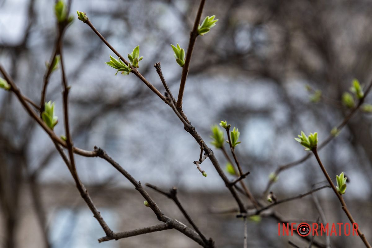 Цветной ковер среди города: в Днепре массово расцвели крокусы 21