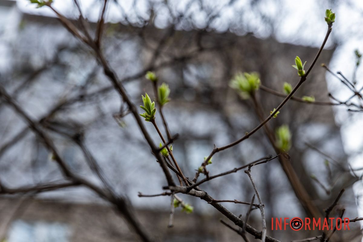 Цветной ковер среди города: в Днепре массово расцвели крокусы 22