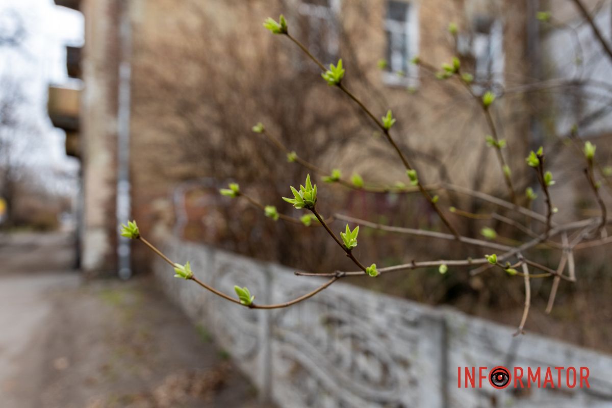 Цветной ковер среди города: в Днепре массово расцвели крокусы 23