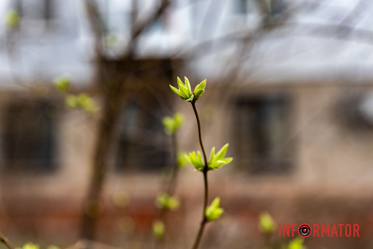 Цветной ковер среди города: в Днепре массово расцвели крокусы 24