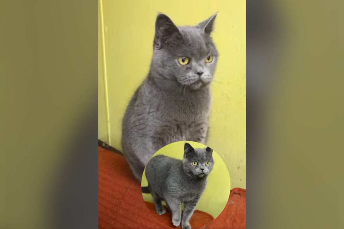 Кошечка Лола Кошечка Лола