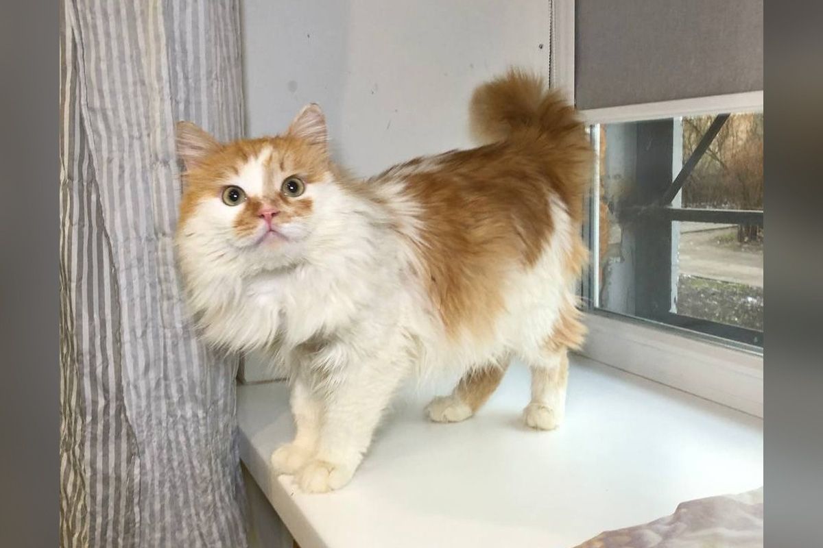 Котик Санька Котик Санька