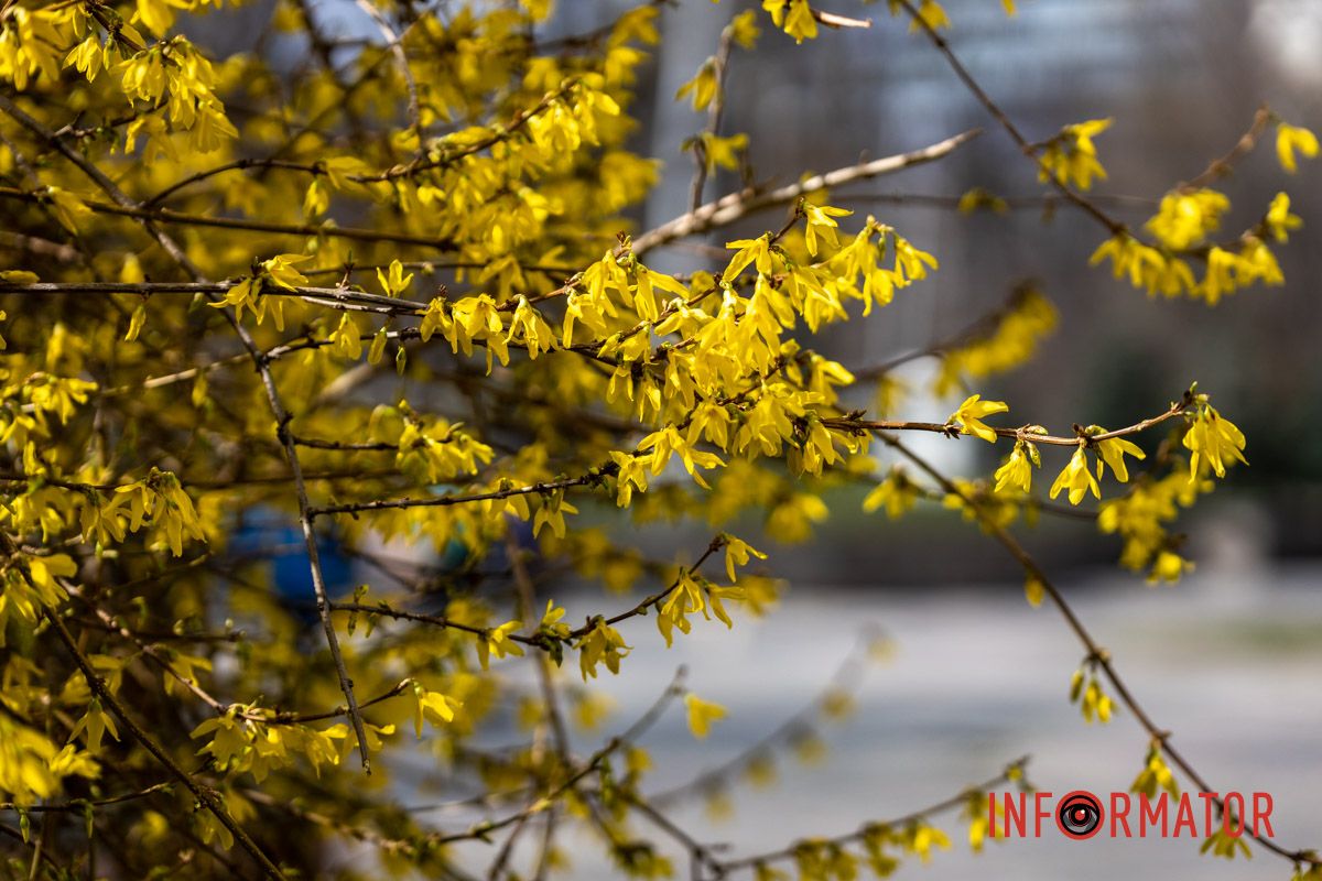Очаровательная весна пришла в Днепр и начала украшать город 6