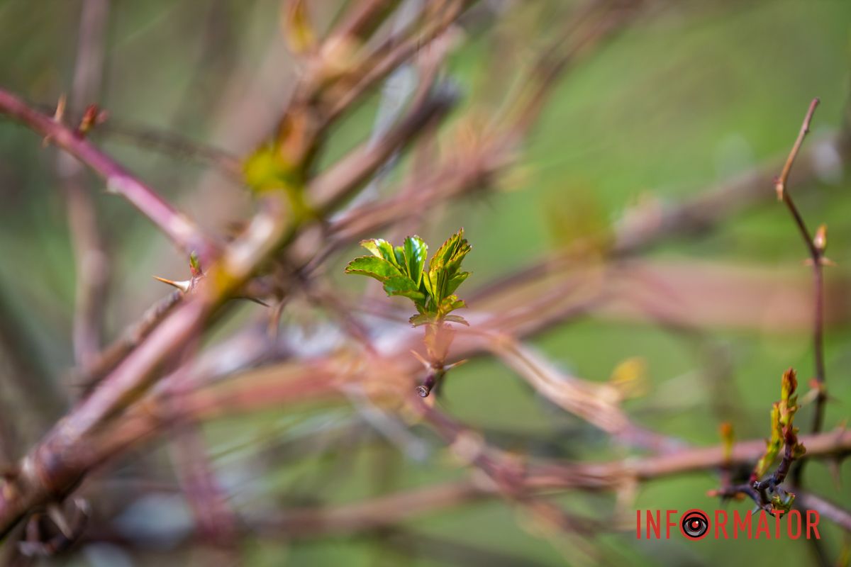 Очаровательная весна пришла в Днепр и начала украшать город 9
