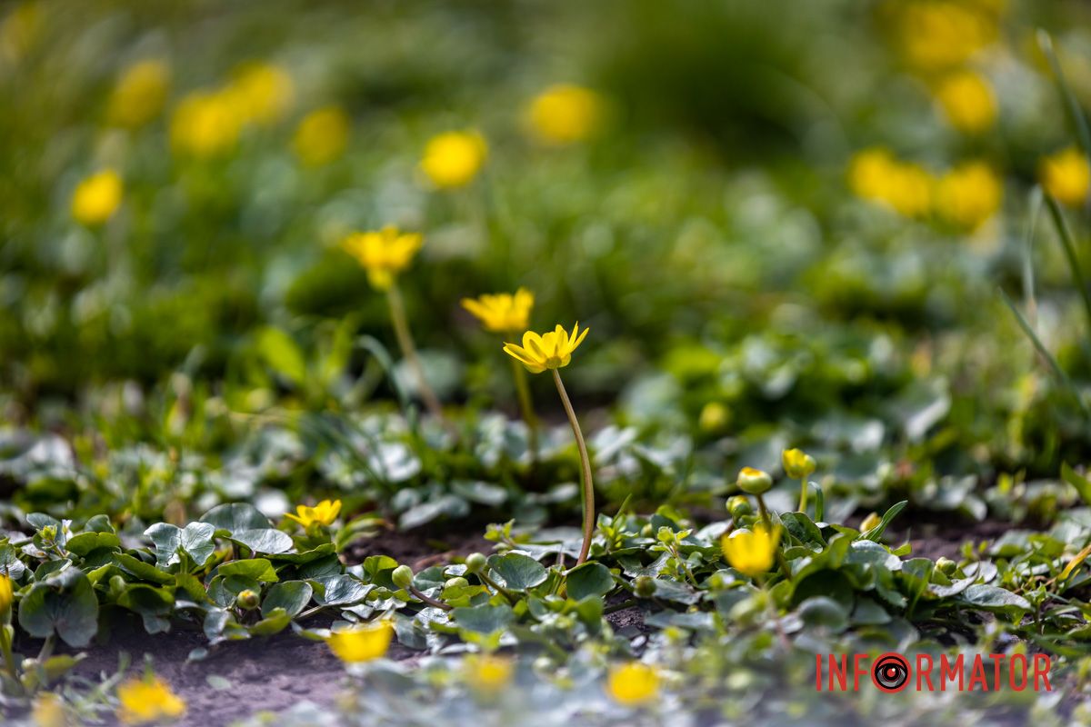 Очаровательная весна посетила Днепр и начала украшать город.