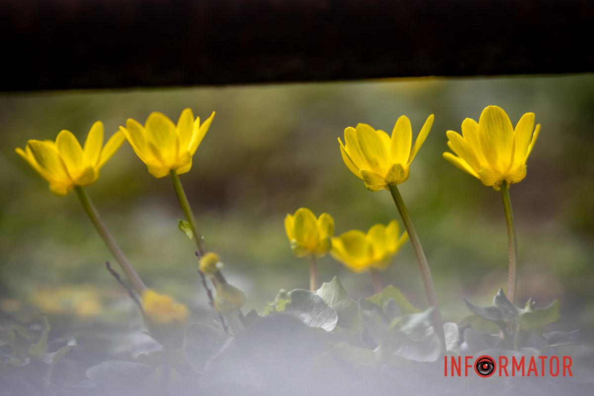 Очаровательная весна пришла в Днепр и начала украшать город 7