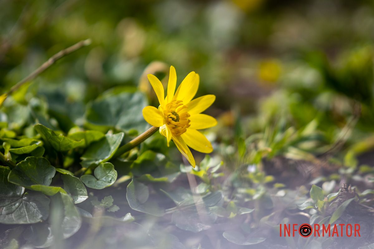 Очаровательная весна посетила Днепр и начала украшать город.