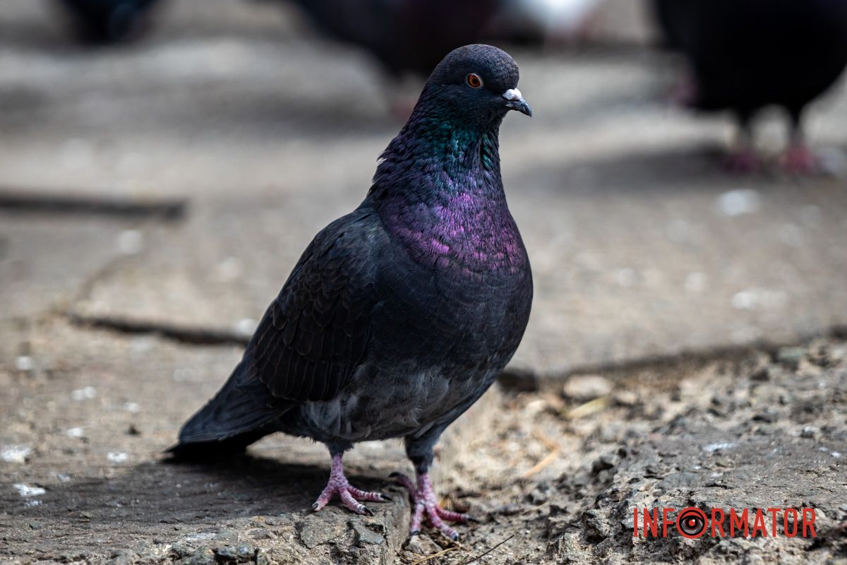 Очаровательная весна пришла в Днепр и начала украшать город 16