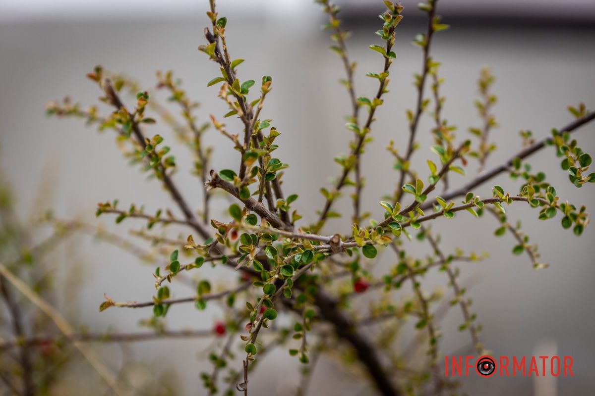 Очаровательная весна посетила Днепр и начала украшать город 20