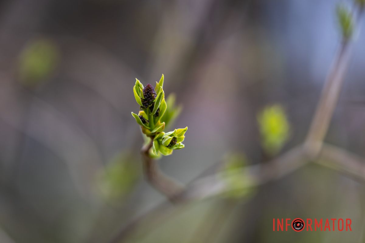Очаровательная весна пришла в Днепр и начала украшать город 29
