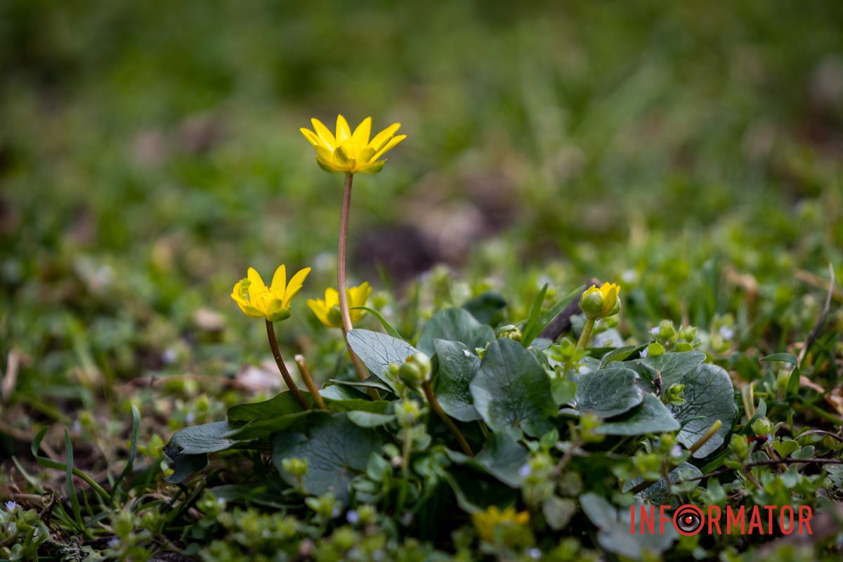 Очаровательная весна пришла в Днепр и начала украшать город 31