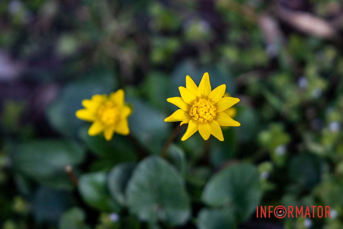 Очаровательная весна пришла в Днепр и начала украшать город 25