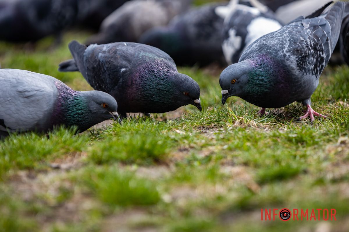 Очаровательная весна пришла в Днепр и начала украшать город 30