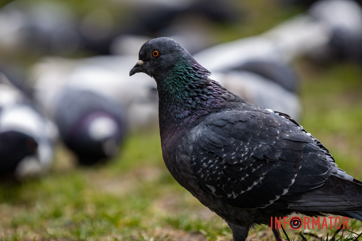 Очаровательная весна пришла в Днепр и начала украшать город 28