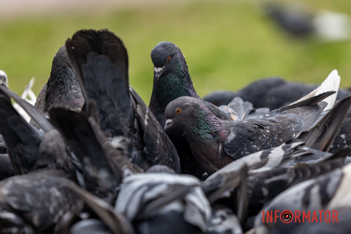 Волшебная весна пришла в Днепр и начала украшать город 32