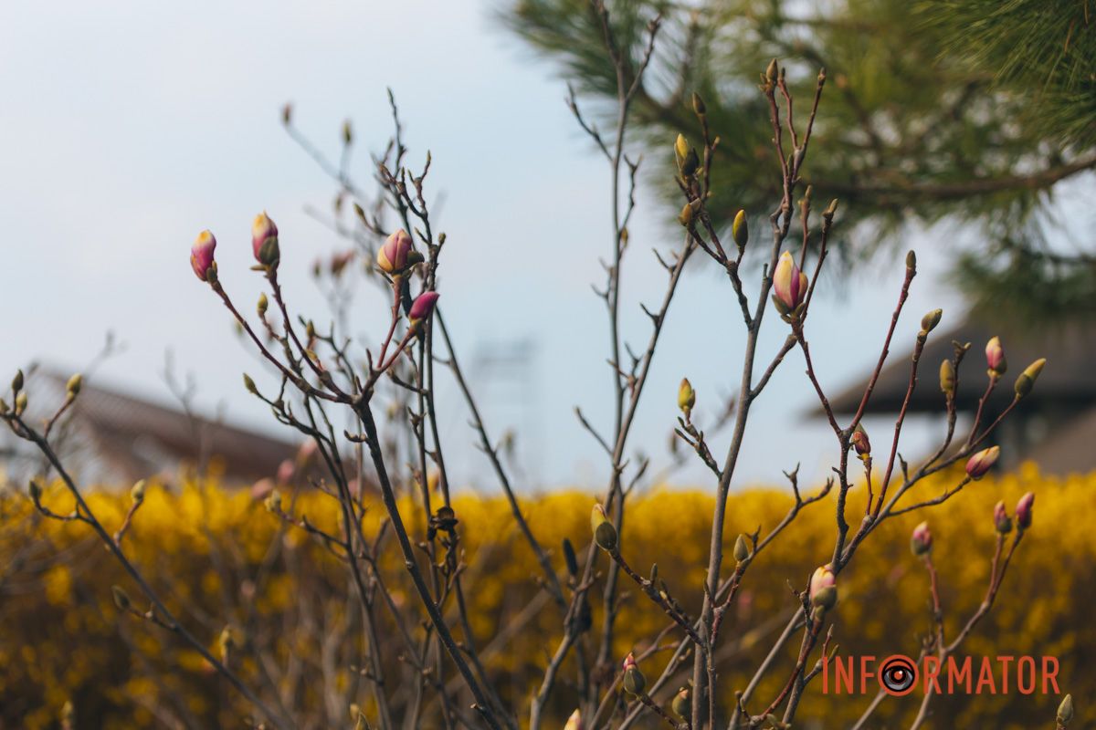 Весна в Днепре: в городе начинают расцветать почки магнолии.