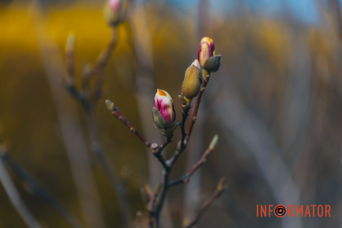 Весна в Днепре: в городе начинают расцветать почки магнолии.