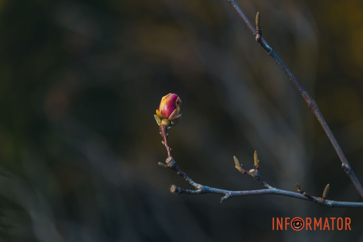 Весна в Днепре: в городе начинают расцветать почки магнолии.