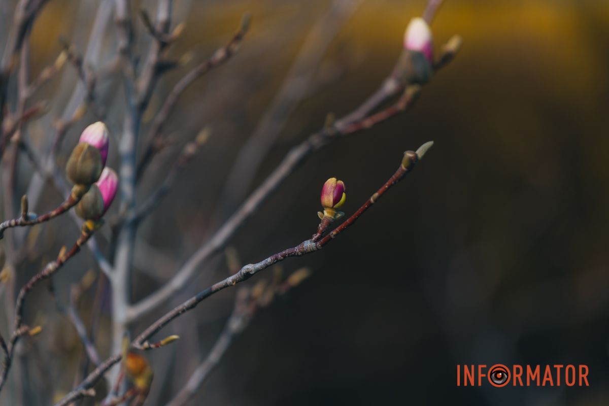 Весна в Днепре: в городе начинают расцветать почки магнолии.