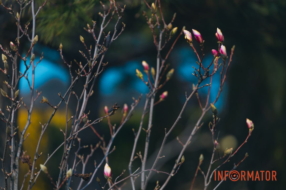Весна в Днепре: в городе начинают расцветать почки магнолии.