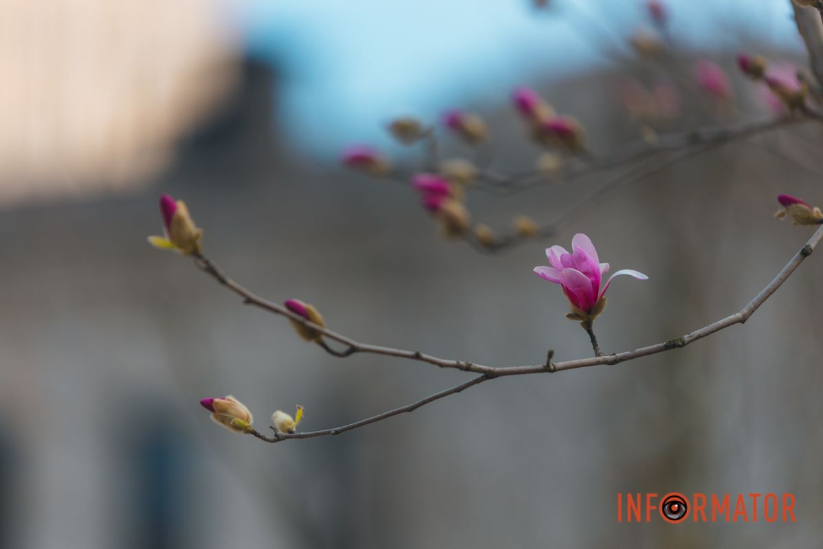 Весна в Днепре: в городе начинают расцветать почки магнолии 6