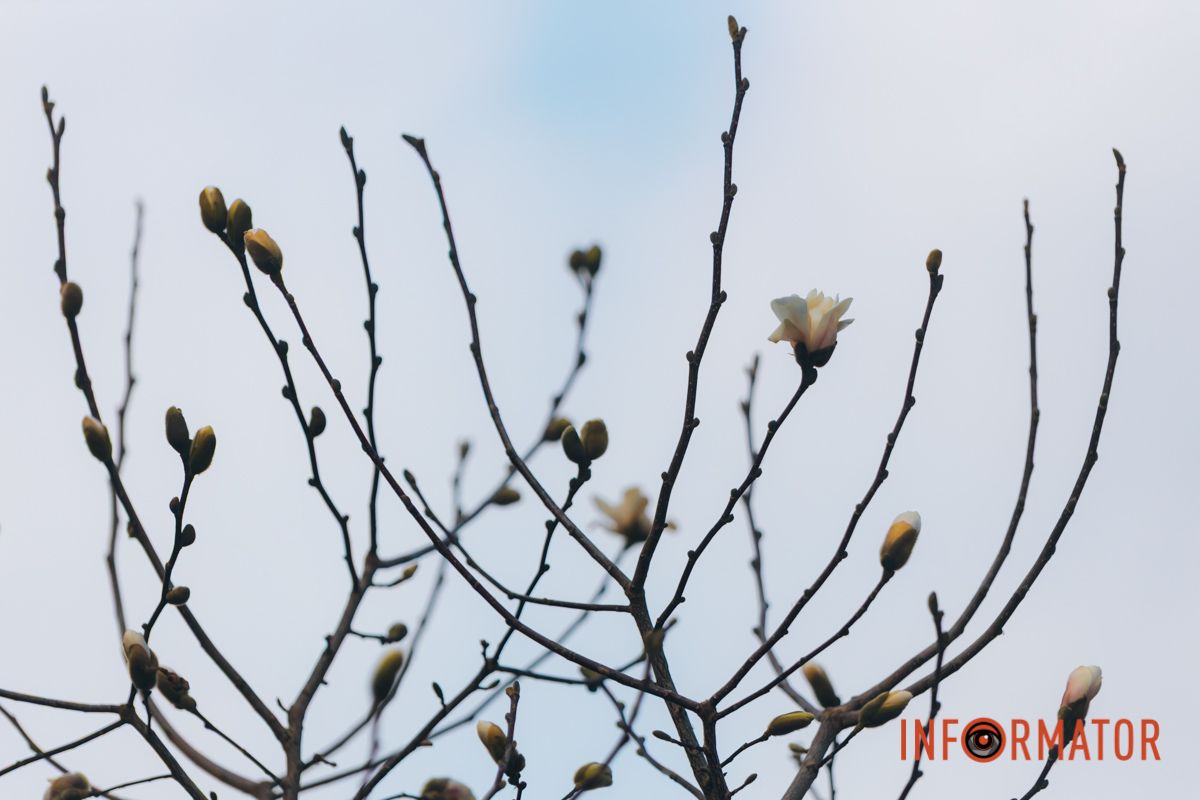 Весна в Днепре: в городе начинают расцветать почки магнолии 10