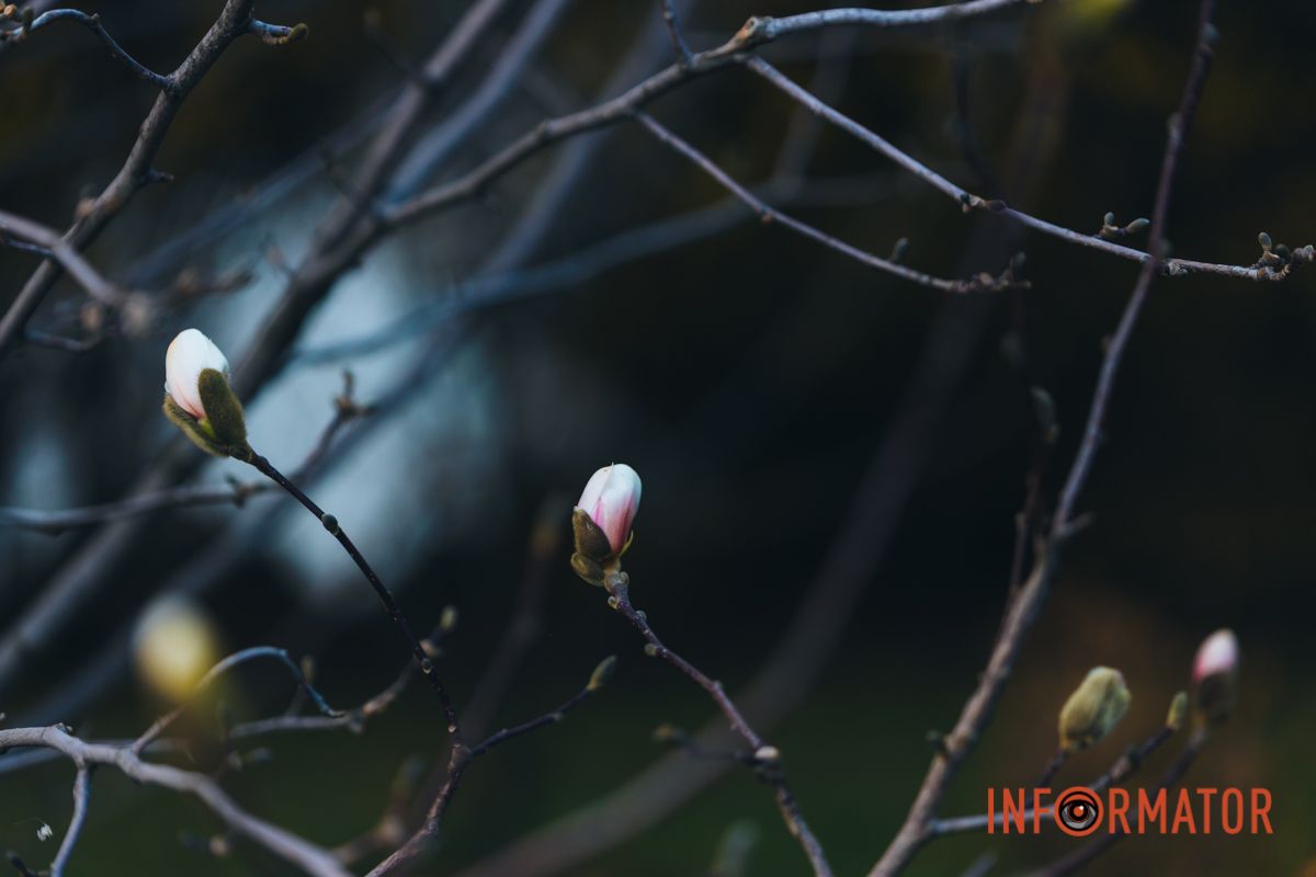 Весна в Днепре: в городе начинают расцветать почки магнолии 12