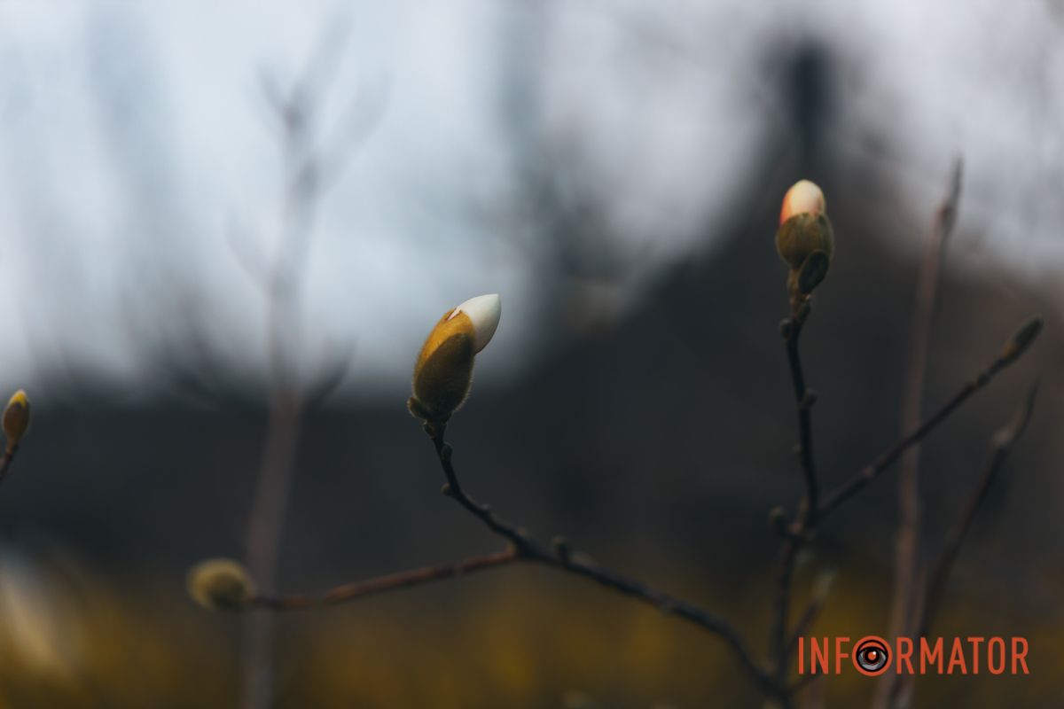 Весна в Днепре: в городе начинают расцветать почки магнолии 9