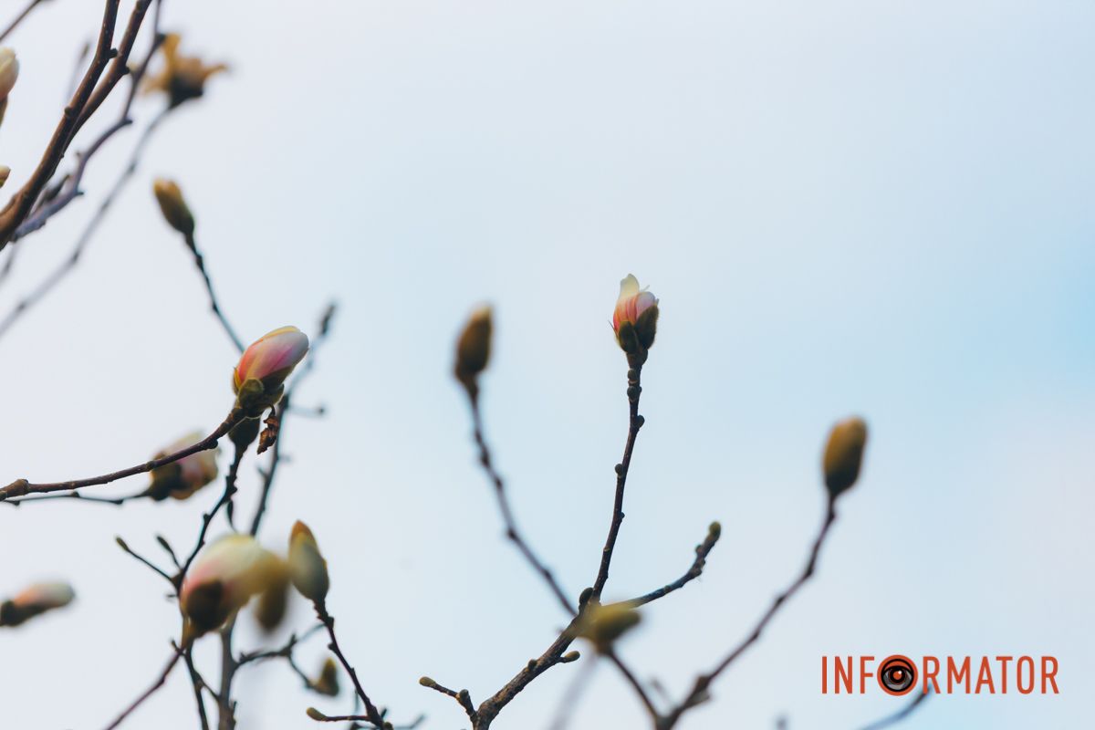 Весна в Днепре: в городе начинают расцветать почки магнолии.