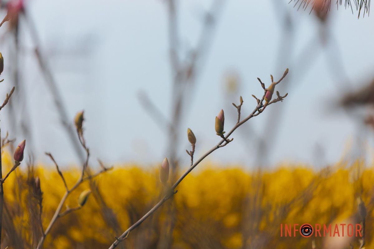 Весна в Днепре: в городе начинают расцветать почки магнолии 11