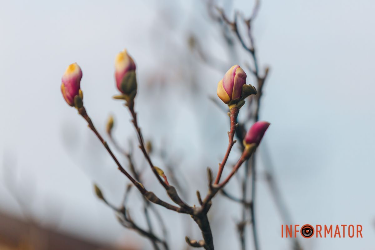 Весна в Днепре: в городе начинают расцветать почки магнолии 7
