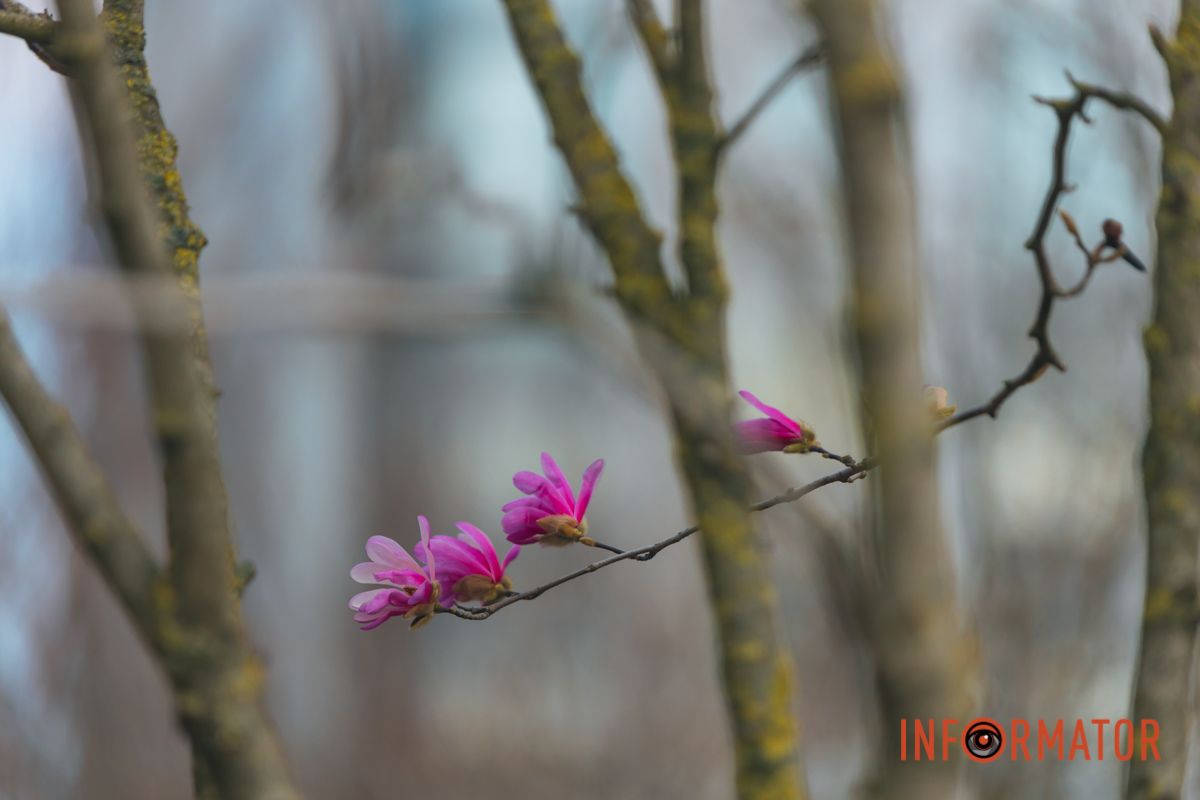 Весна в Днепре: в городе начинают расцветать почки магнолии 15
