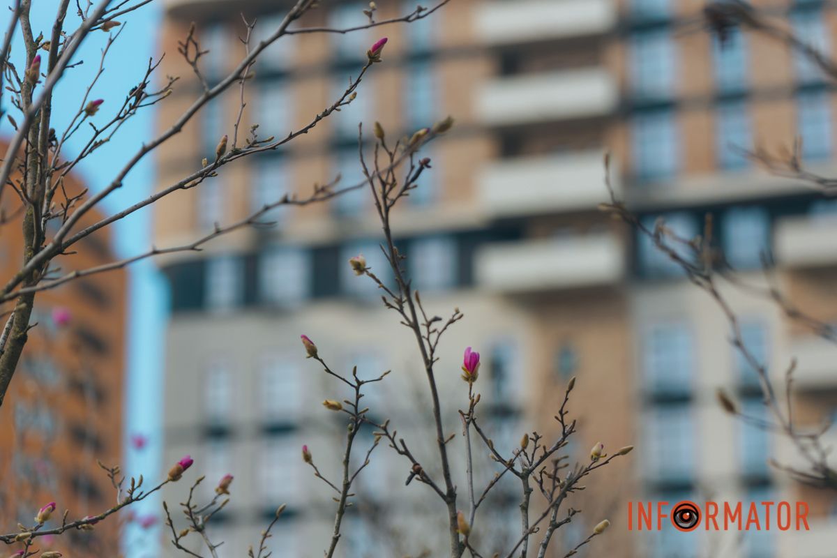 Весна в Днепре: в городе начинают расцветать почки магнолии 16