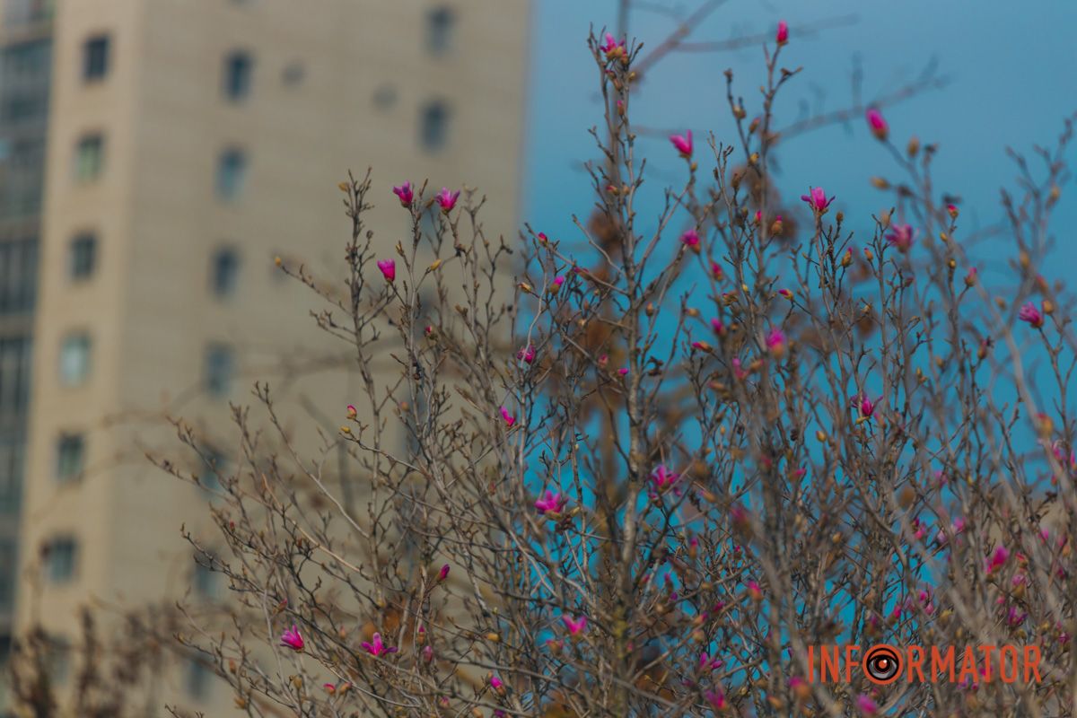 Весна в Днепре: в городе начинают расцветать почки магнолии 17