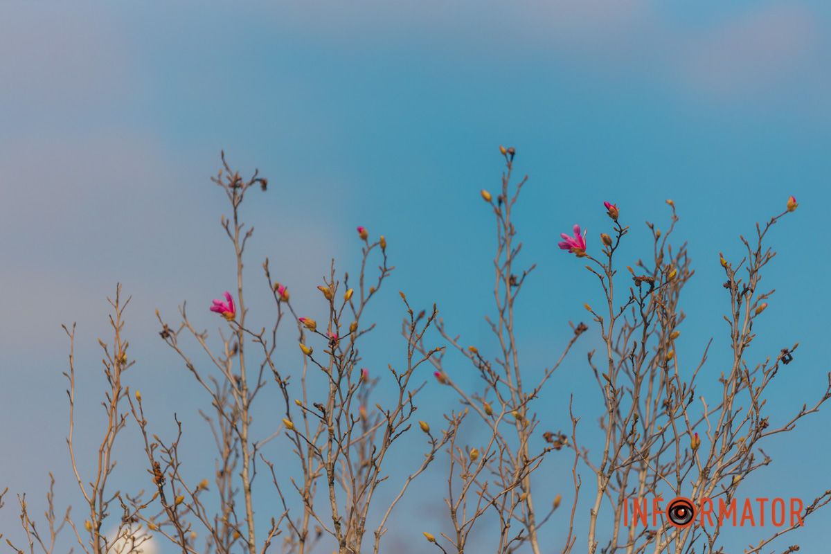 Весна в Днепре: в городе начинают расцветать почки магнолии 13