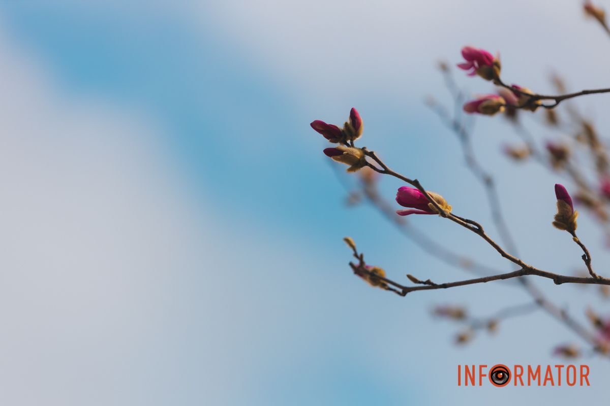 Весна в Днепре: в городе начинают расцветать почки магнолии 25