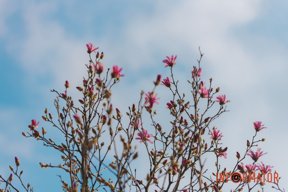 Весна в Днепре: в городе начинают расцветать почки магнолии 23