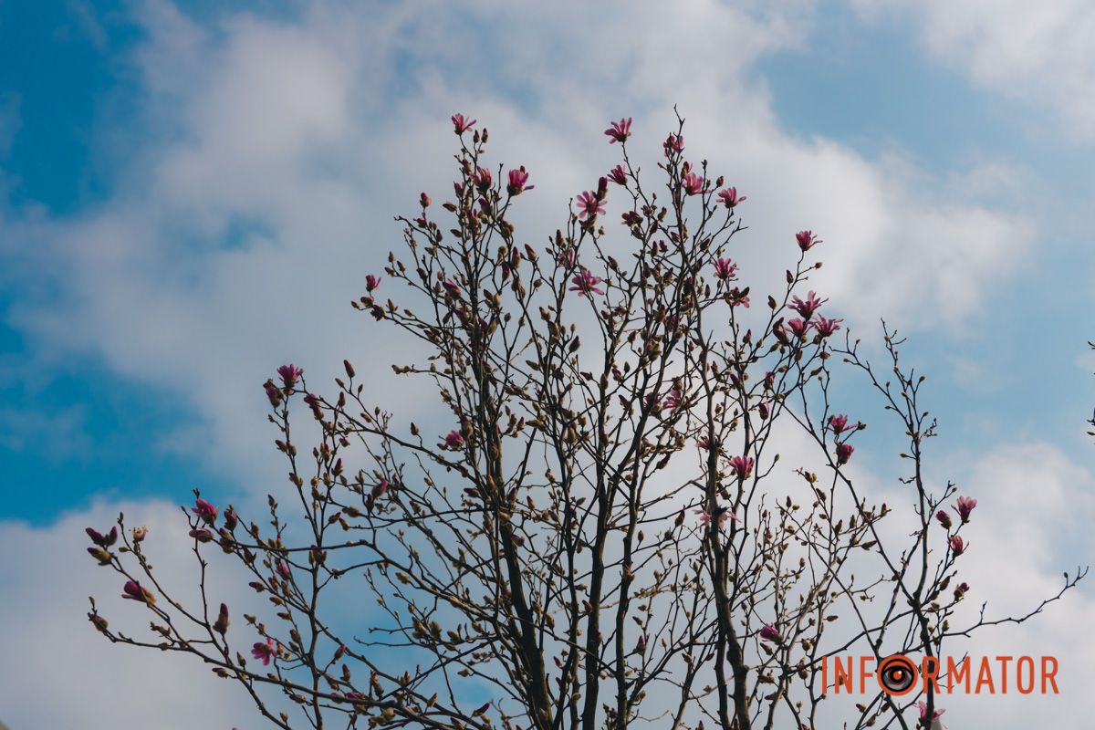 Весна в Днепре: в городе начинают расцветать почки магнолии 26