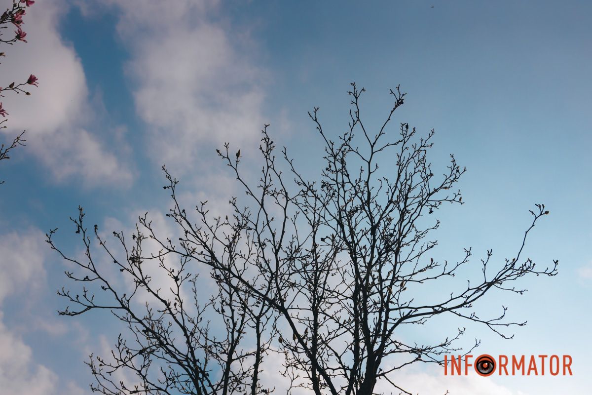 Весна в Днепре: в городе начинают расцветать почки магнолии 22