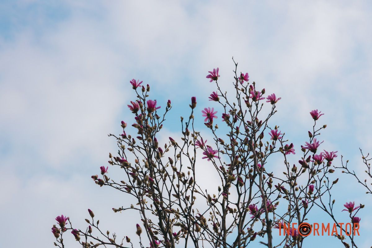 Весна в Днепре: в городе начинают расцветать почки магнолии 19