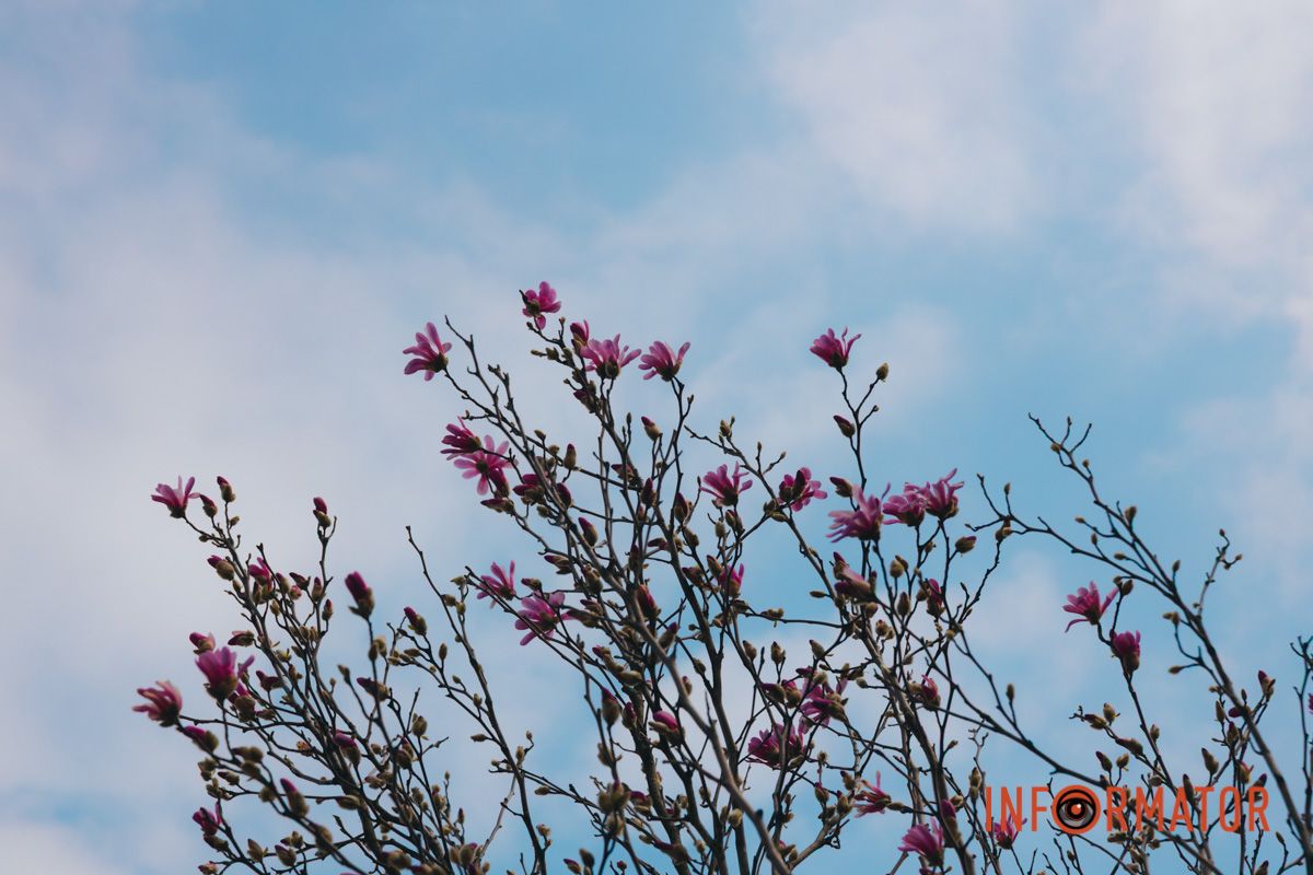 Весна в Днепре: в городе начинают расцветать почки магнолии 24