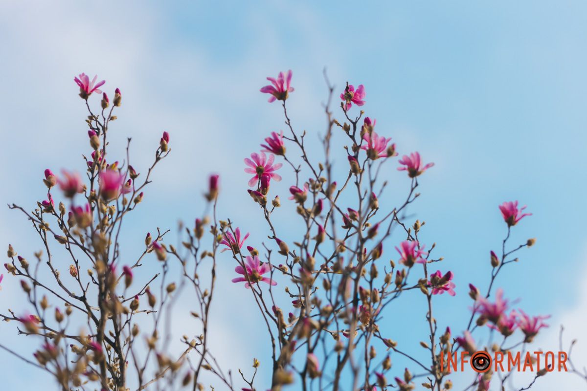 Весна в Днепре: в городе начинают расцветать почки магнолии 27
