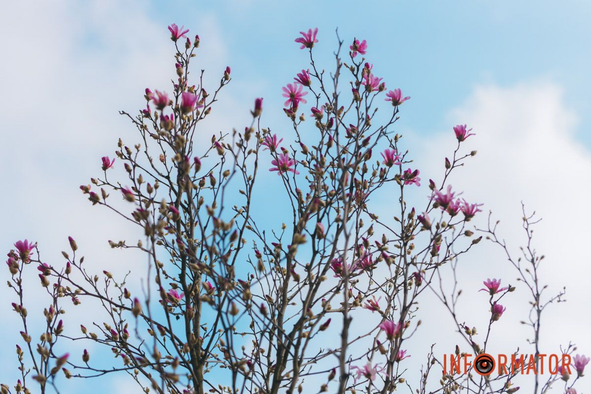 Весна в Днепре: в городе начинают расцветать почки магнолии 20
