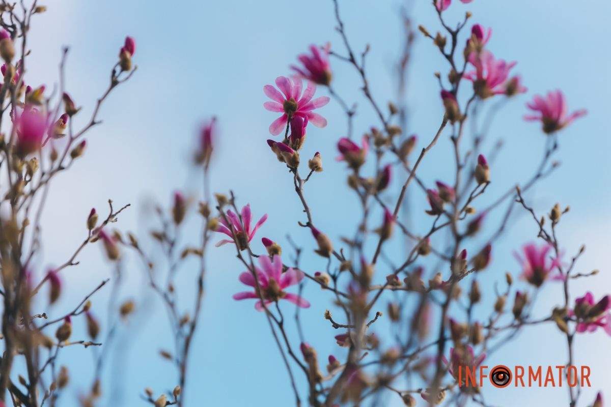 Весна в Днепре: в городе начинают расцветать почки магнолии 21