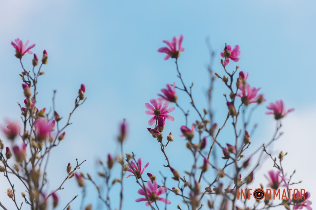 Весна в Днепре: в городе начинают расцветать почки магнолии 18