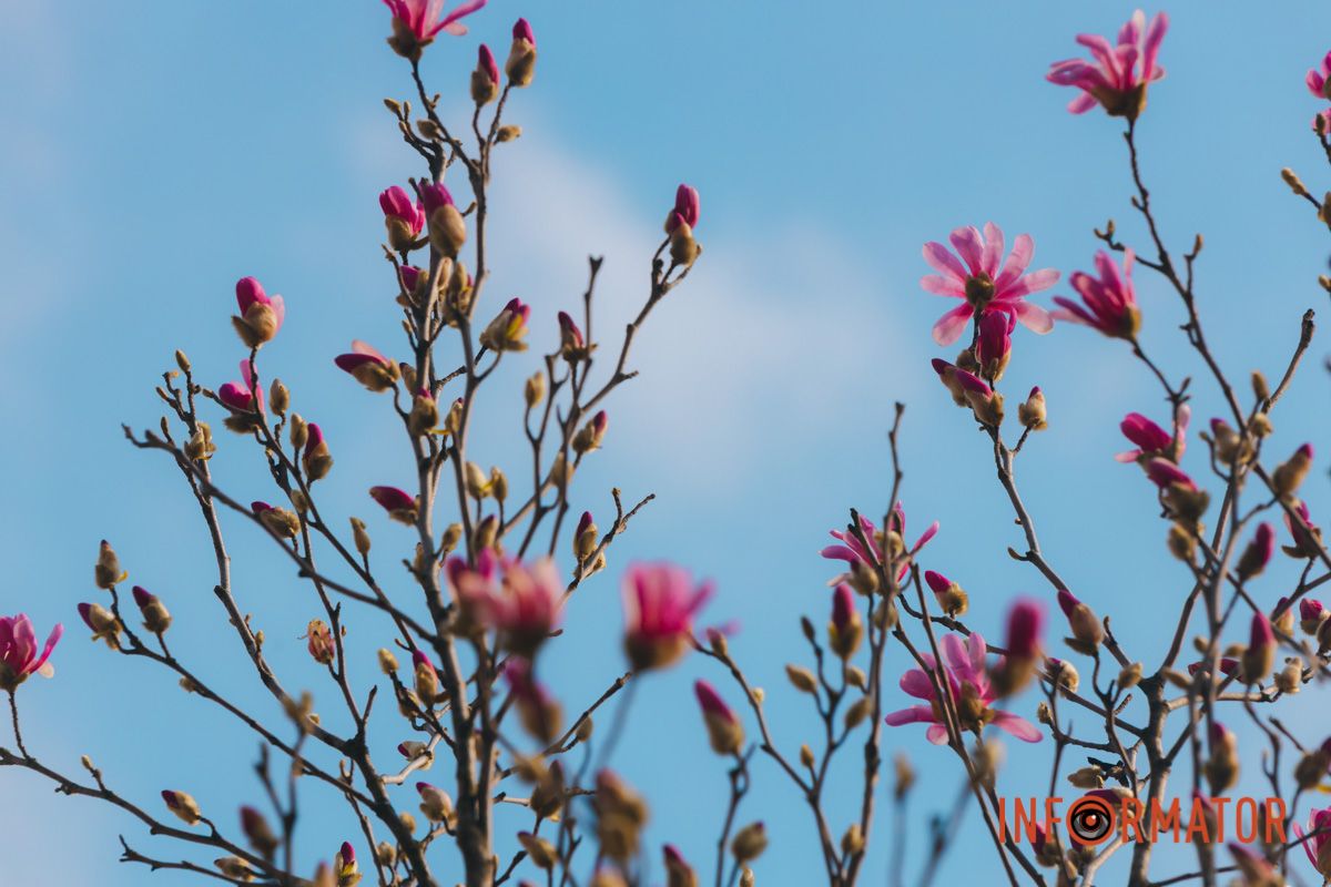 Весна в Днепре: в городе начинают расцветать почки магнолии 28