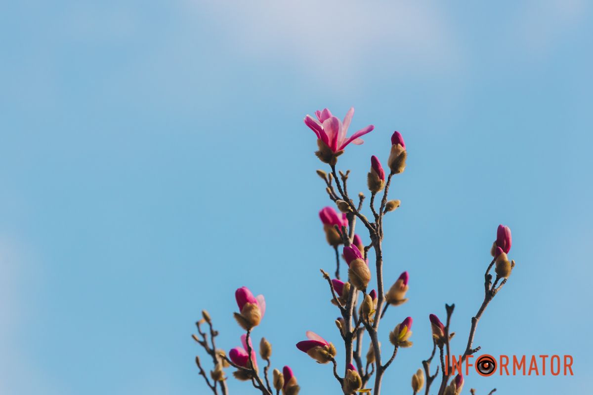 Весна в Днепре: в городе начинают расцветать почки магнолии 31