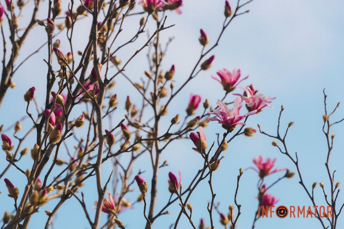 Весна в Днепре: в городе начинают расцветать почки магнолии 30