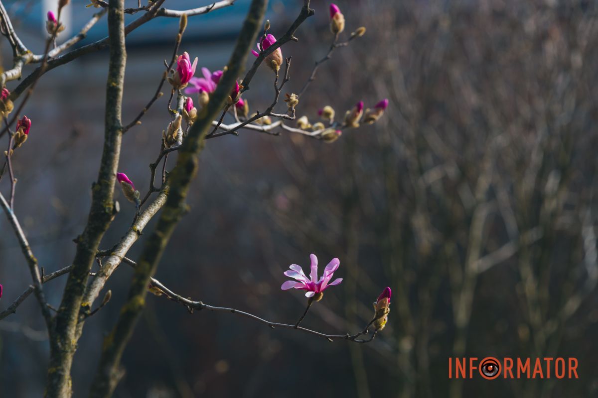 Весна в Днепре: в городе начинают расцветать почки магнолии 29